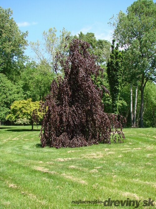 Buk lesný Purple Fountain, výška 180/220 cm, v črepníku 50l Fagus sylvatica Purple Fountain